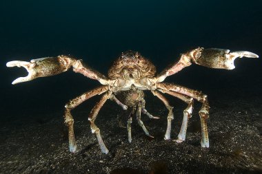 California Pasifik Okyanusu Sea Life ve sualtı balık