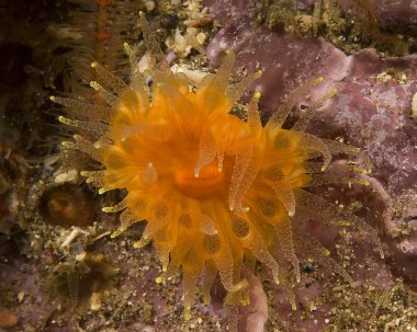 California Pasifik Okyanusu Sea Life ve sualtı balık