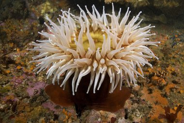 California Pasifik Okyanusu Sea Life ve sualtı balık