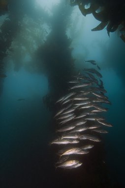 California Pasifik Okyanusu Sea Life ve sualtı balık