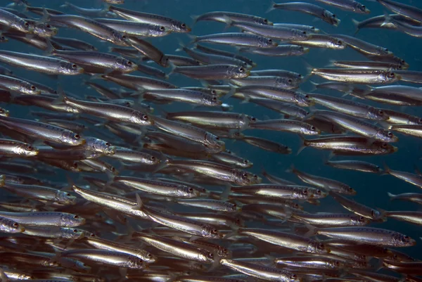 Pacific óceán tengeri élet és a víz alatti halat — Stock Fotó