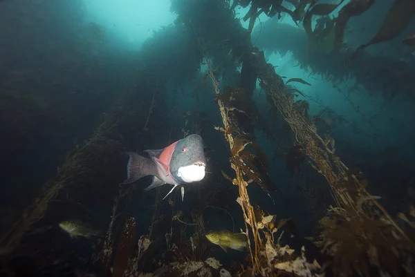 Риби Каліфорнії Тихого океану Sea Life і підводного — стокове фото