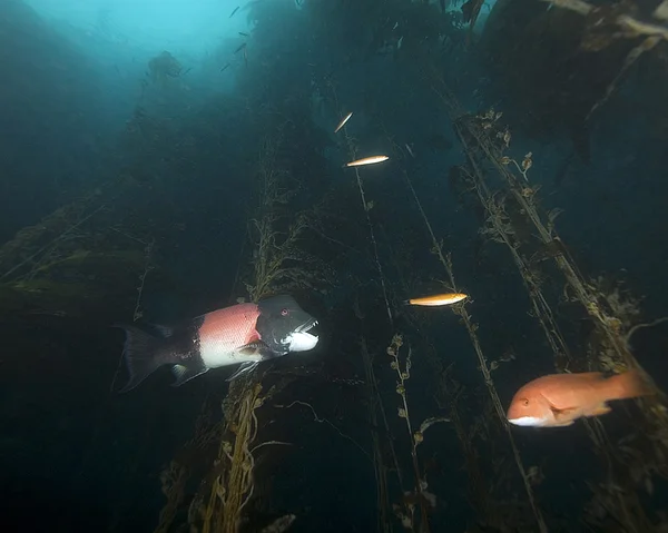 Califórnia Oceano Pacífico Vida marinha e peixes subaquáticos — Fotografia de Stock