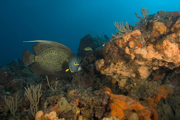 California Oceano Pacifico Vita marina e pesci subacquei — Foto Stock