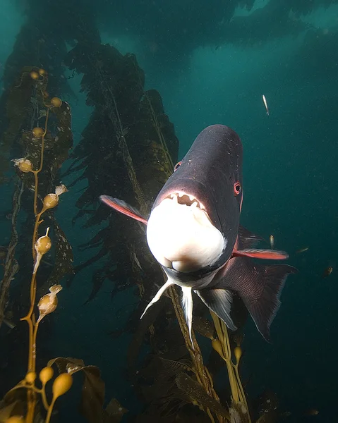 Califórnia Oceano Pacífico Vida marinha e peixes subaquáticos — Fotografia de Stock