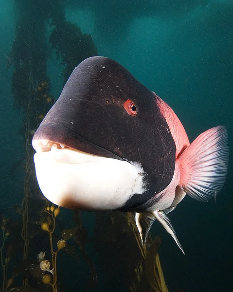 California Océano Pacífico Vida marina y peces submarinos — Foto de Stock