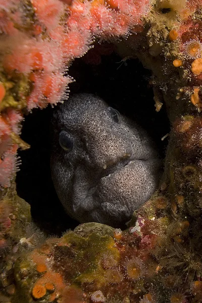 California Pasifik Okyanusu Sea Life ve sualtı balık — Stok fotoğraf