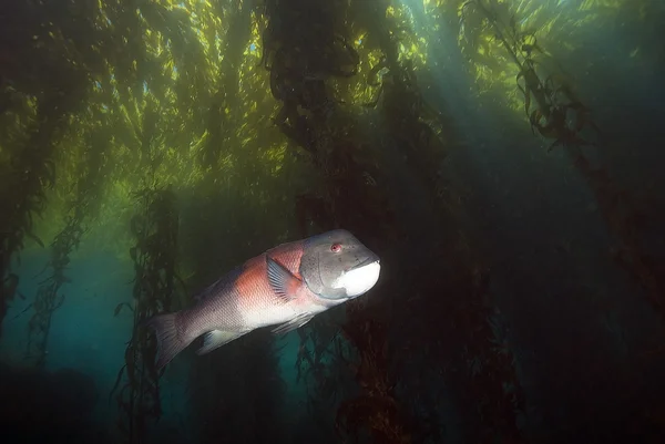 California Océano Pacífico Vida marina y peces submarinos — Foto de Stock