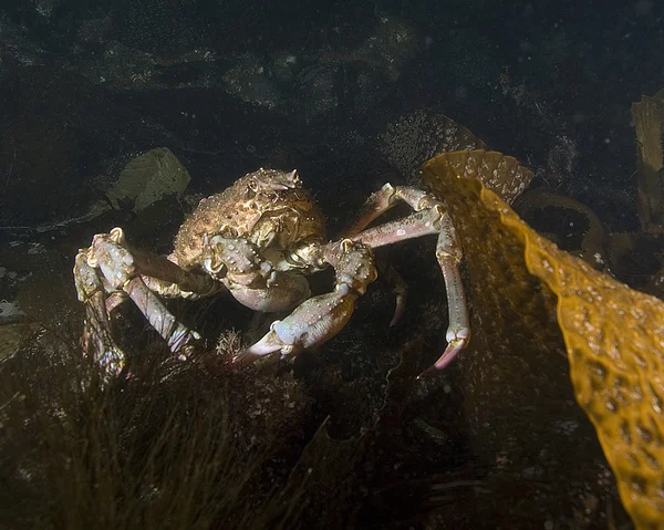 Califórnia Oceano Pacífico Vida marinha e peixes subaquáticos — Fotografia de Stock