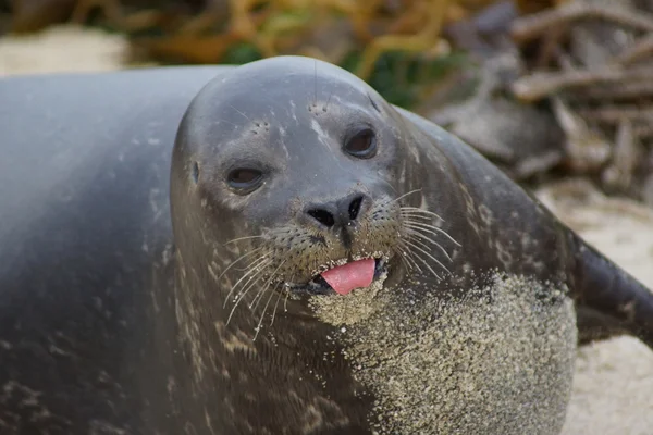California Pasifik Okyanusu Sea Life ve sualtı balık