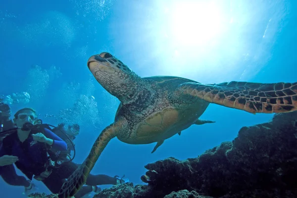 La tortue de mer d'Hawaï nage — Photo