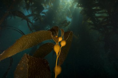 Sualtı California esmer Su yosunu ormanının