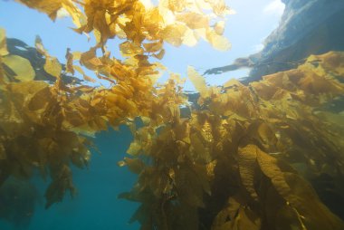 Sualtı California esmer Su yosunu ormanının