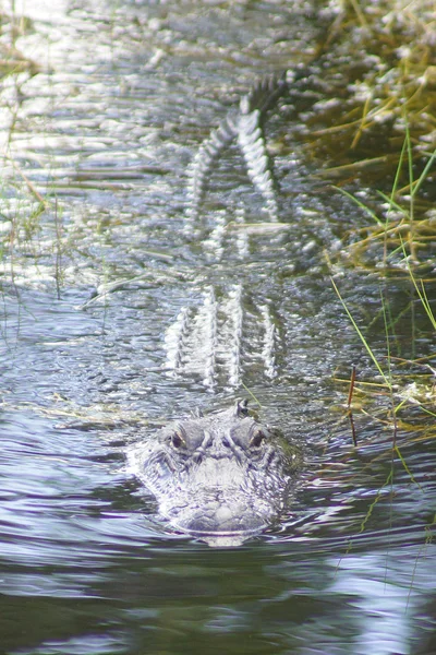 Cocodrilo en el pantano de Florida — Foto de Stock