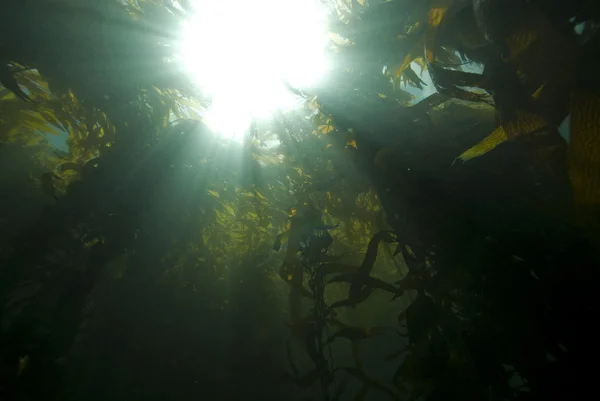 Unterwasser-kalifornischer Kelp-Wald Stockbild