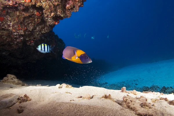 Hawaii tropik balık