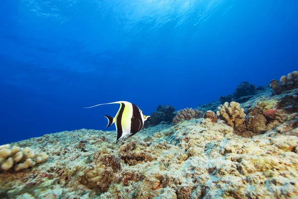 Pesci tropicali delle Hawaii — Foto Stock