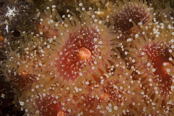 Pacific Ocean Underwater Sea Life — Stock Photo, Image