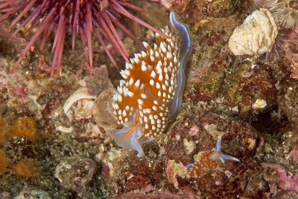 Océano Pacífico Vida marina submarina — Foto de Stock