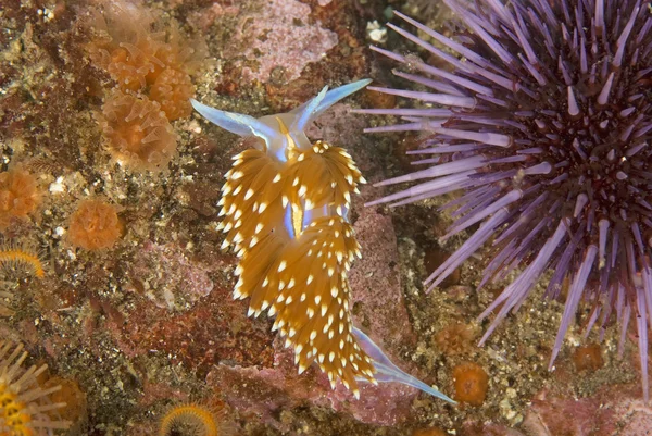 Océan Pacifique Vie sous-marine — Photo