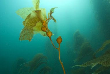 Scuba Diving Pasifik Okyanusu su altında
