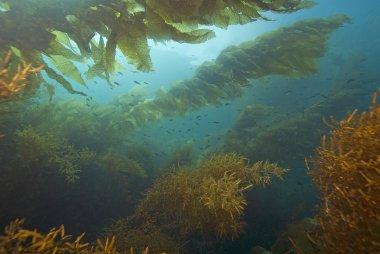 Yosun deniz yosunu sualtı Catalina Adası'nda