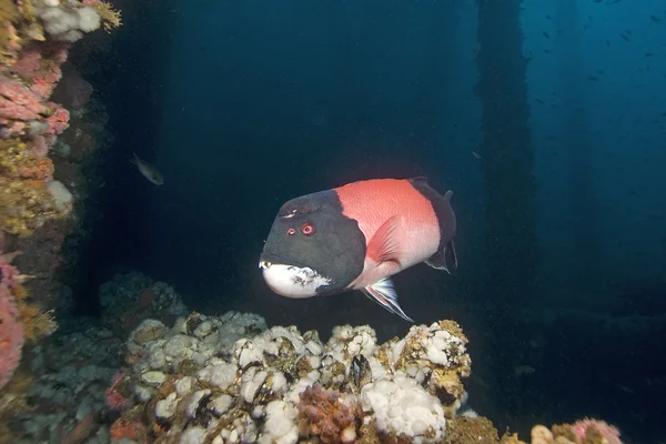 Vis op olie tuig Reef — Stockfoto