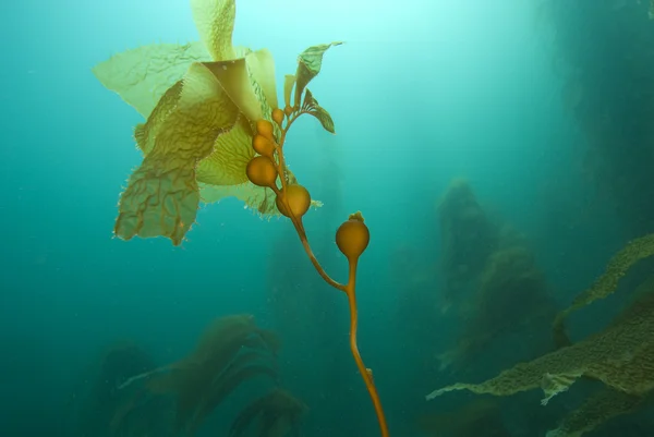 Scuba Diving Stille Oceaan onderwater — Stockfoto