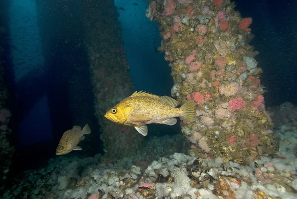 Scuba Diving Pasifik Okyanusu su altında — Stok fotoğraf