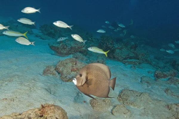 Barriera corallina Immersioni subacquee — Foto Stock