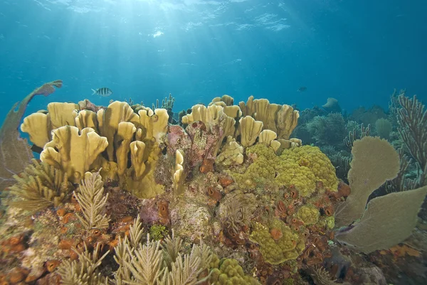 Coral Reef onderwater duiken — Stockfoto