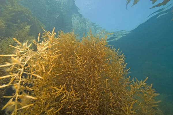 Yosun deniz yosunu sualtı Catalina Adası'nda — Stok fotoğraf