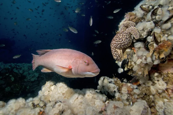 Peces y arrecifes submarinos — Foto de Stock