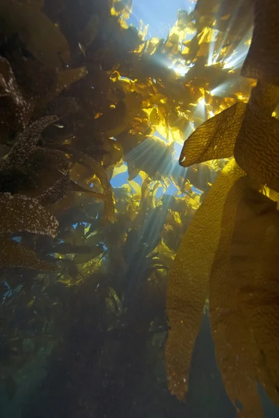 Onderwater duiken Californië Stille Oceaan — Stockfoto