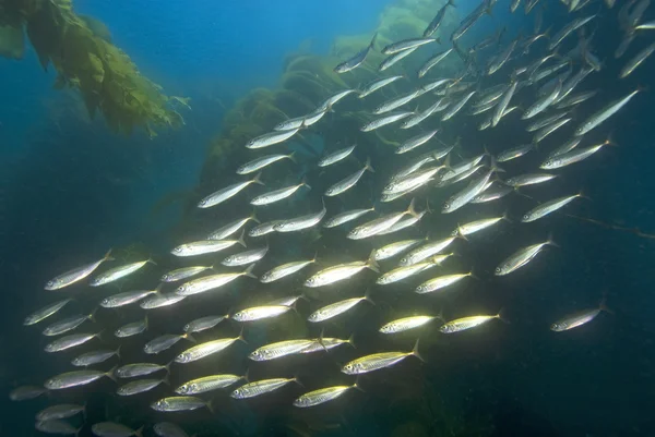 Potápění pod vodou Kalifornie Tichý oceán — Stock fotografie