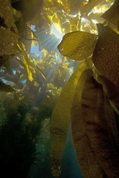 Underwater Scuba Diving California Pacific Ocean — Stok Foto