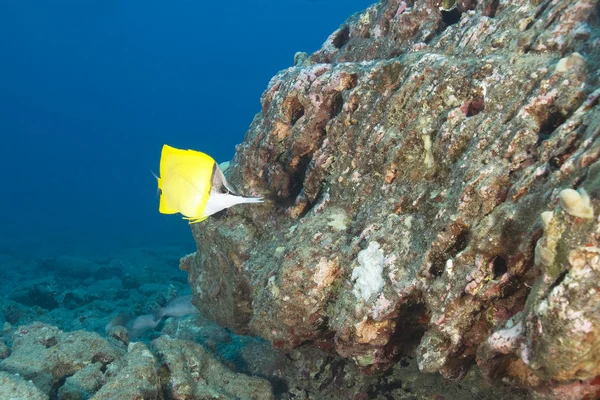 Hawaii Underwater Coral reef — Stock Photo, Image