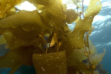 Esmer su yosunu ormanının içinde saklanıyor varek balık