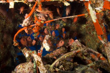 Hawaii mercan resif sualtı