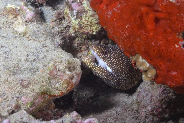 Hawaii Coral Reef Sott'acqua — Foto Stock