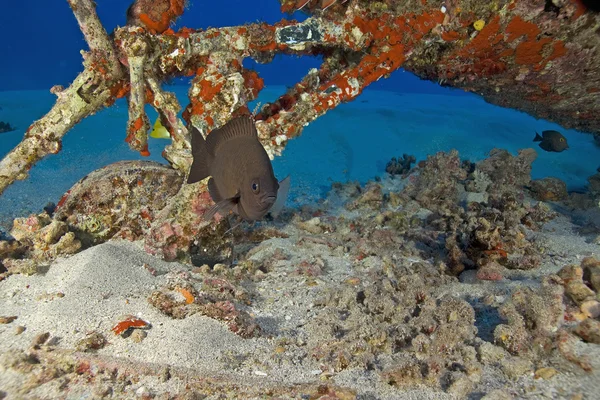 Havaí Recife de Coral Subaquático — Fotografia de Stock