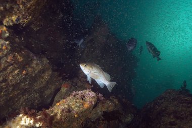 Sualtı dalış, California dalış siteleri
