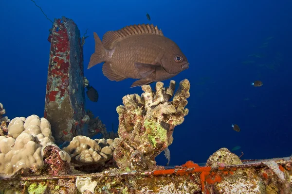 Havaí Recifes de peixe — Fotografia de Stock