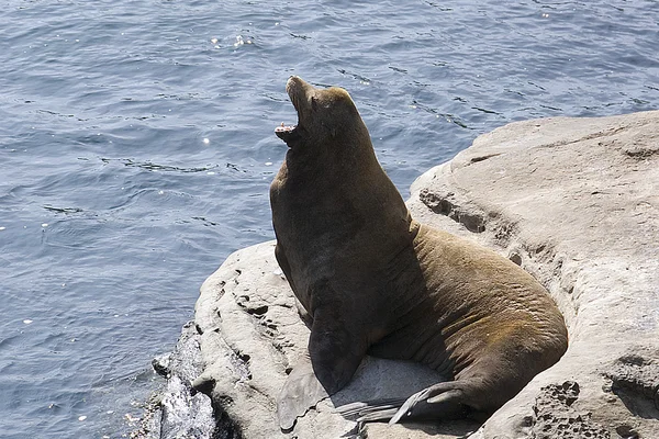 海狮在 San Diego 海滩 — 图库照片