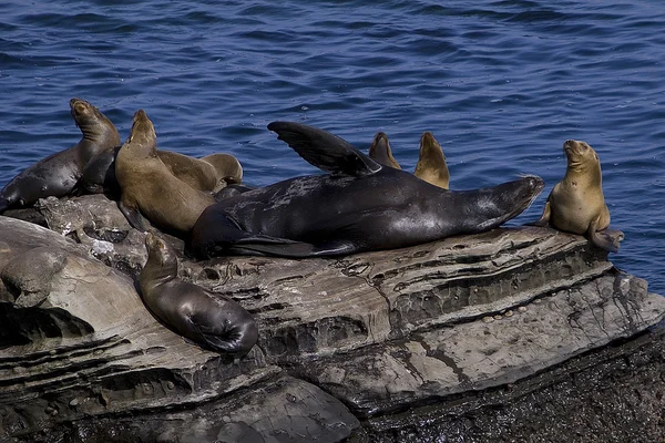 Leones marinos en la playa de San Diego —  Fotos de Stock