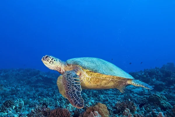 Hawaii Coral Reef Yüzme turtle