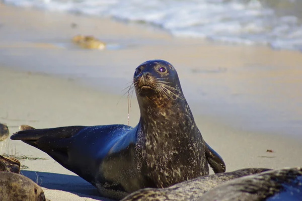 Harbor Seal di San Diego Beach — Stok Foto