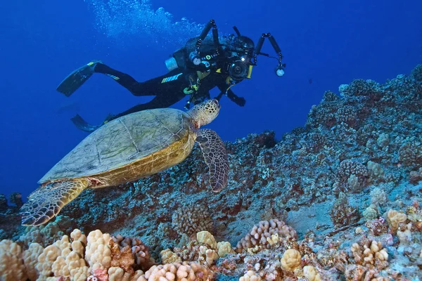 Scuba diver ve Hawaii mercan, deniz kaplumbağası Yüzme