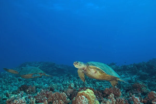 Hawaii undervattens korallrev — Stockfoto