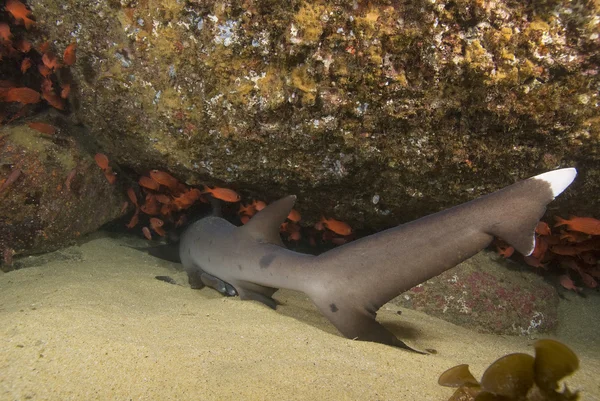Pesce tropicale sott'acqua a Cabo San Lucas — Foto Stock